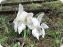 Stanhopea grandiflora